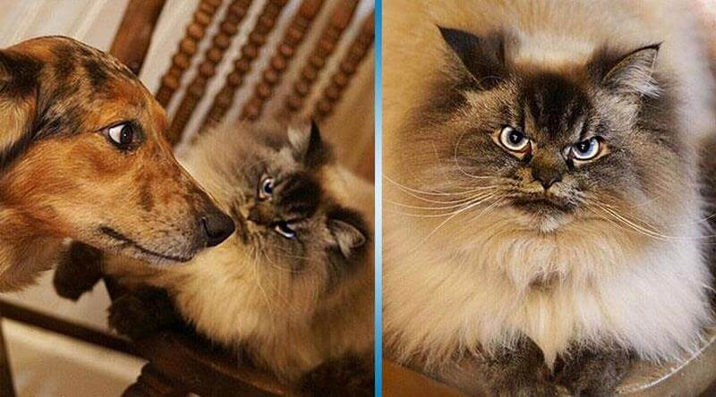 Котенок Мерлин
