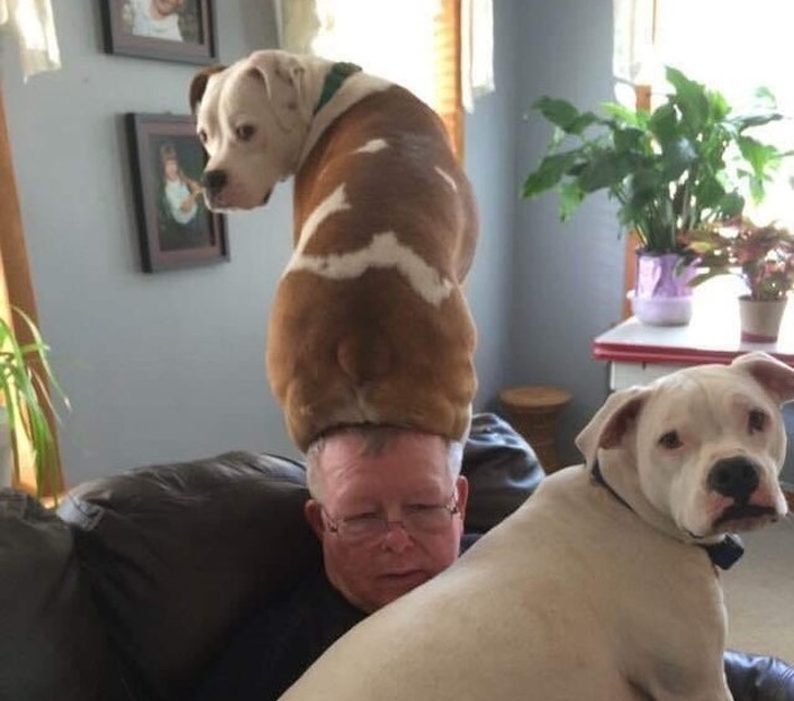 Cute dogs: He found the perfect place to sit