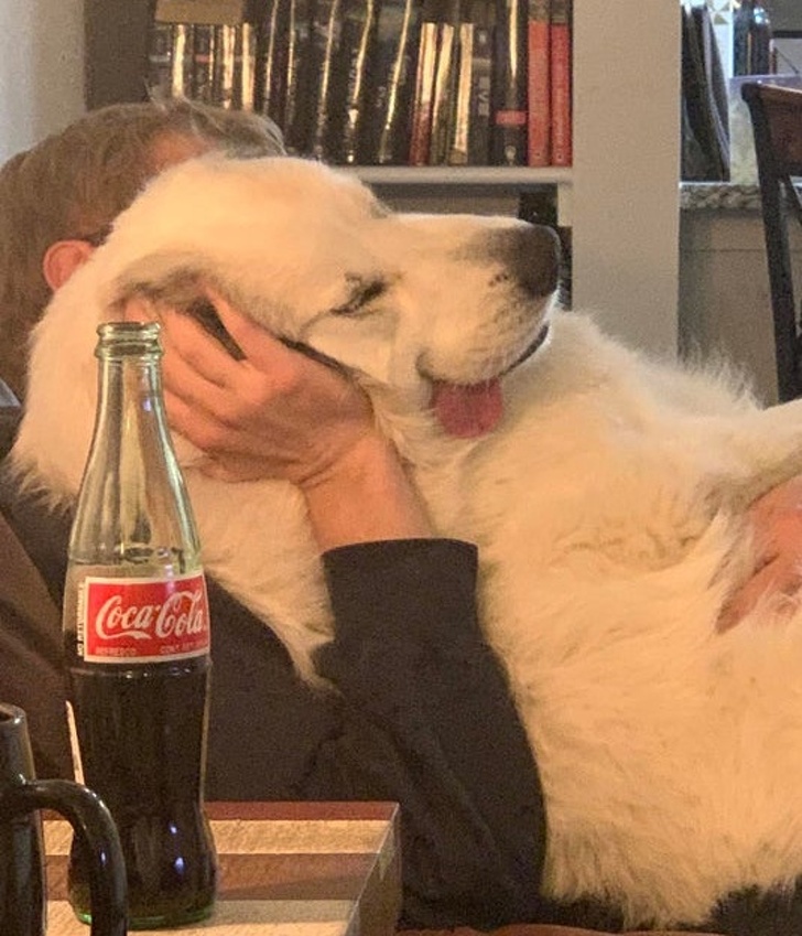 Cute dogs: The way Nova fell asleep in the arms of his owner is priceless