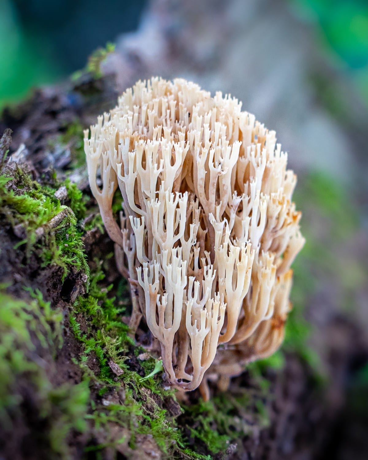 Fungi Photography by Barbora Batokova
