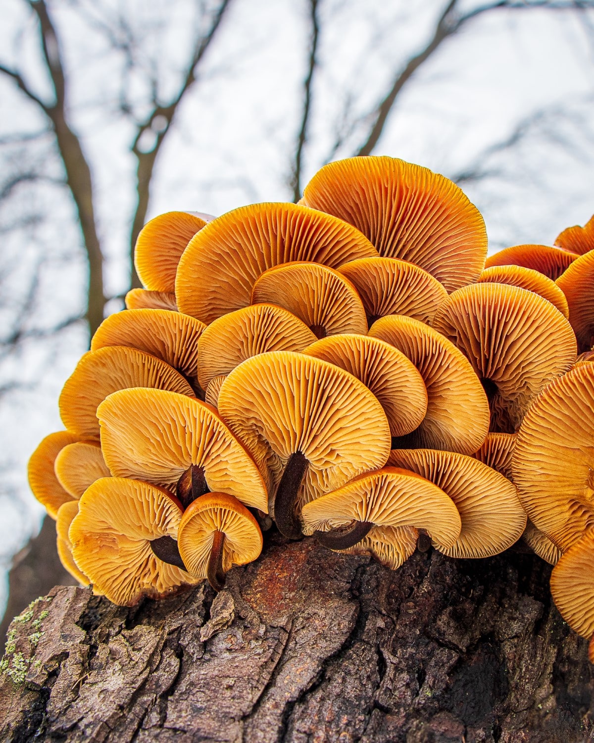 Mushroom Photography by Barbora Batokova